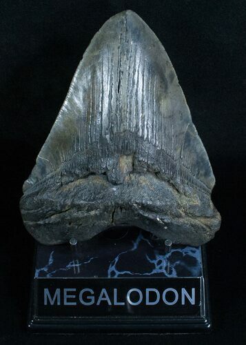 Large Megalodon Tooth #6064